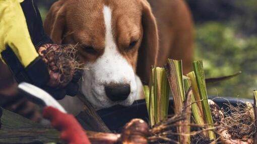 Onions store and dogs